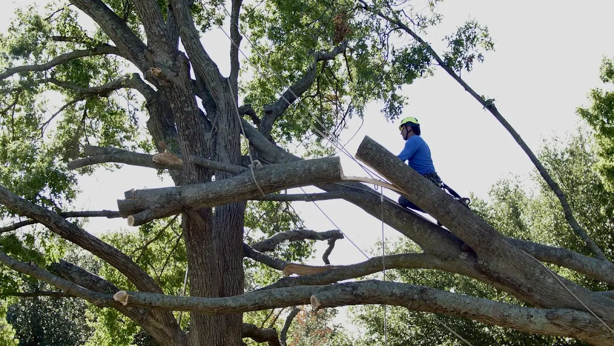 Professional Crown Thinning performed by certified arborists in Winnfield